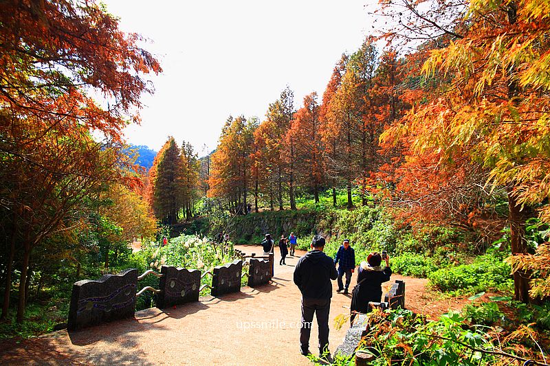 【台北落羽松】陽明山永公路500巷落羽松,台北秘境網美景點,陽明山S型落羽松秘境 【台北落羽松】陽明山永公路500巷落羽松,台北秘境網美景點,陽明山S型落羽松秘境