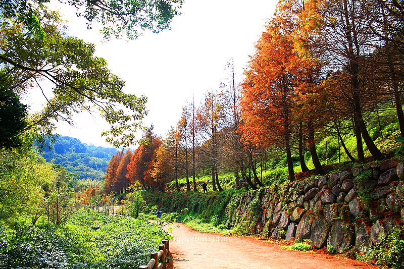 【台北落羽松】陽明山永公路500巷落羽松,台北秘境網美景點,陽明山S型落羽松秘境 【台北落羽松】陽明山永公路500巷落羽松,台北秘境網美景點,陽明山S型落羽松秘境