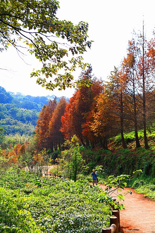 【台北落羽松】陽明山永公路500巷落羽松,台北秘境網美景點,陽明山S型落羽松秘境 【台北落羽松】陽明山永公路500巷落羽松,台北秘境網美景點,陽明山S型落羽松秘境