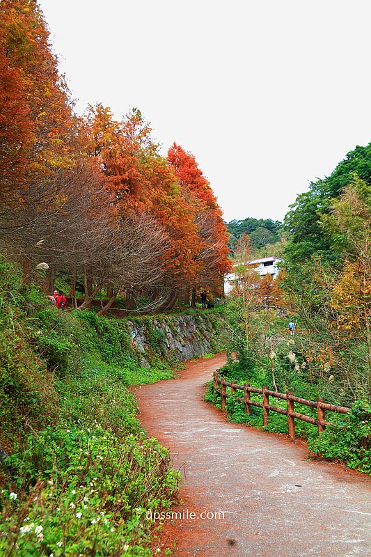 【台北落羽松】陽明山永公路500巷落羽松,台北秘境網美景點,陽明山S型落羽松秘境 【台北落羽松】陽明山永公路500巷落羽松,台北秘境網美景點,陽明山S型落羽松秘境