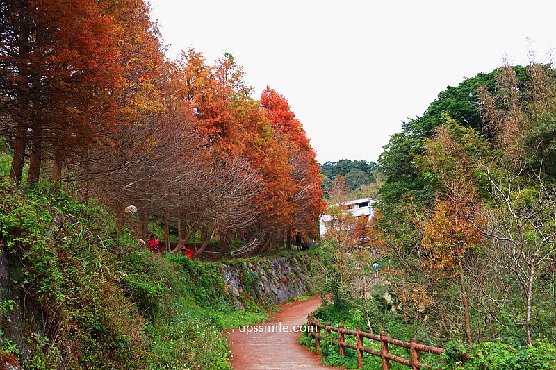 【台北落羽松】陽明山永公路500巷落羽松,台北秘境網美景點,陽明山S型落羽松秘境 【台北落羽松】陽明山永公路500巷落羽松,台北秘境網美景點,陽明山S型落羽松秘境