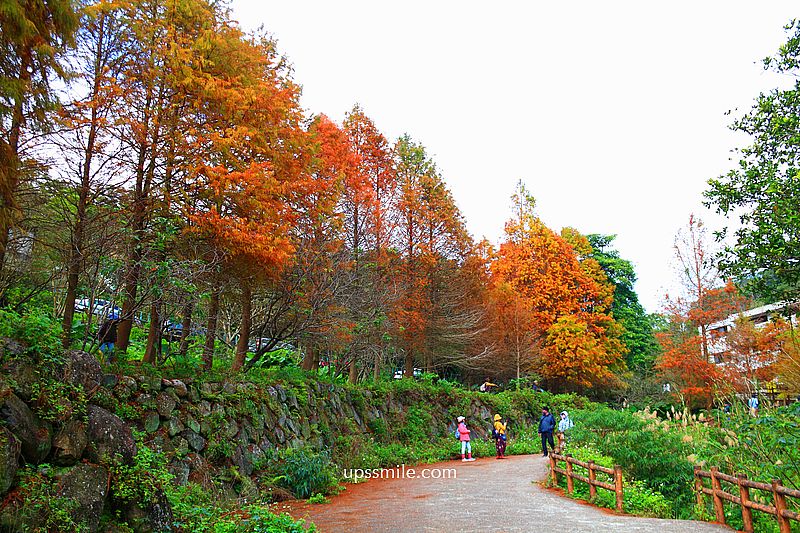 【台北落羽松】陽明山永公路500巷落羽松,台北秘境網美景點,陽明山S型落羽松秘境 【台北落羽松】陽明山永公路500巷落羽松,台北秘境網美景點,陽明山S型落羽松秘境