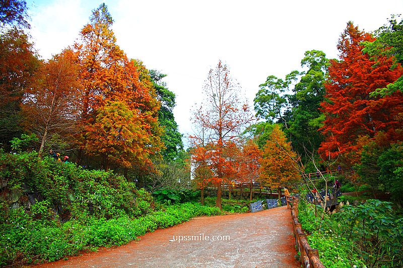 【台北落羽松】陽明山永公路500巷落羽松,台北秘境網美景點,陽明山S型落羽松秘境 【台北落羽松】陽明山永公路500巷落羽松,台北秘境網美景點,陽明山S型落羽松秘境