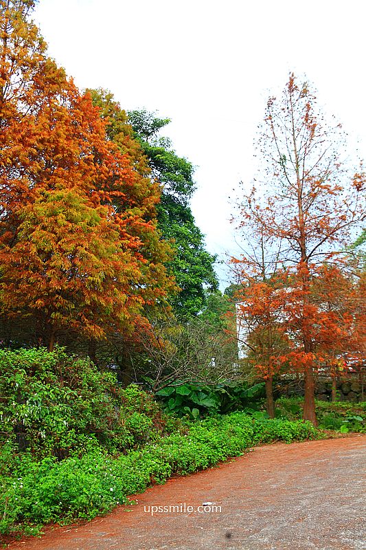 【台北落羽松】陽明山永公路500巷落羽松,台北秘境網美景點,陽明山S型落羽松秘境 【台北落羽松】陽明山永公路500巷落羽松,台北秘境網美景點,陽明山S型落羽松秘境