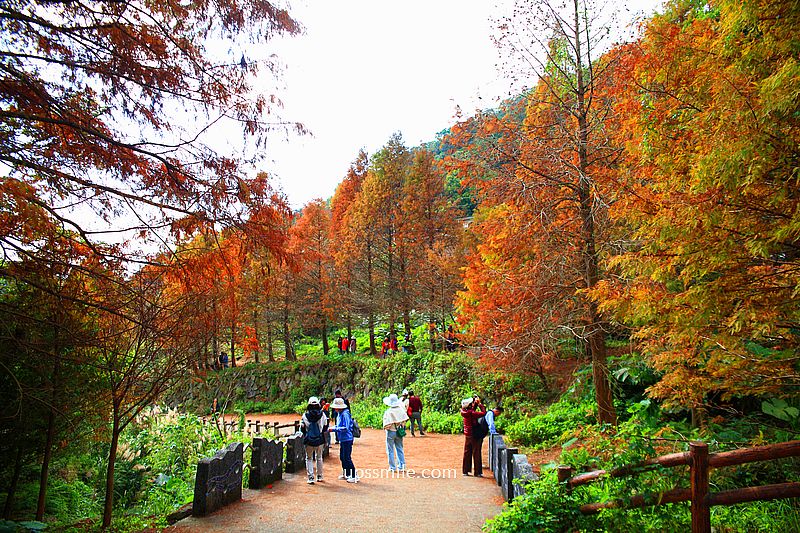 【台北落羽松】陽明山永公路500巷落羽松,台北秘境網美景點,陽明山S型落羽松秘境 【台北落羽松】陽明山永公路500巷落羽松,台北秘境網美景點,陽明山S型落羽松秘境