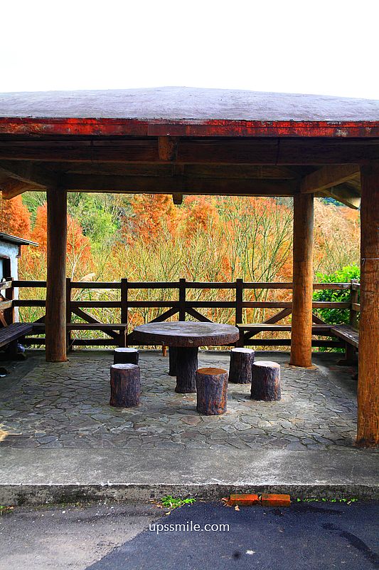 【台北落羽松】陽明山永公路500巷落羽松,台北秘境網美景點,陽明山S型落羽松秘境 【台北落羽松】陽明山永公路500巷落羽松,台北秘境網美景點,陽明山S型落羽松秘境