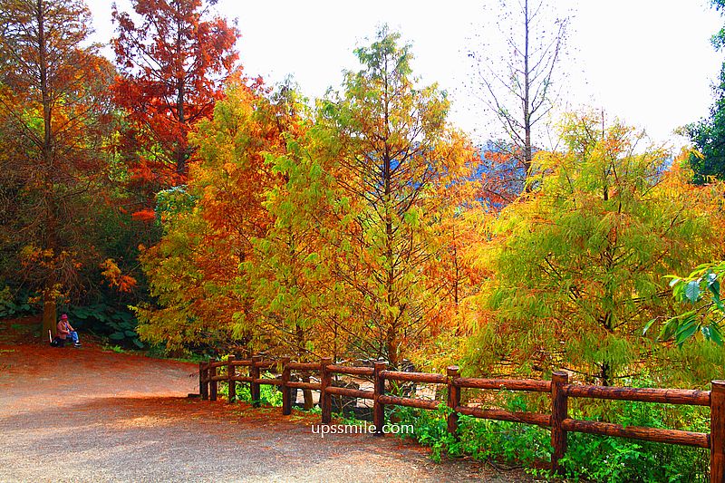 【台北落羽松】陽明山永公路500巷落羽松，台北秘境網美景點，陽明山S型落羽松秘境
