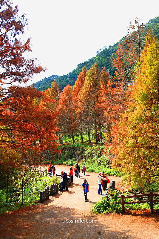 【台北落羽松】陽明山永公路500巷落羽松,台北秘境網美景點,陽明山S型落羽松秘境 【台北落羽松】陽明山永公路500巷落羽松,台北秘境網美景點,陽明山S型落羽松秘境