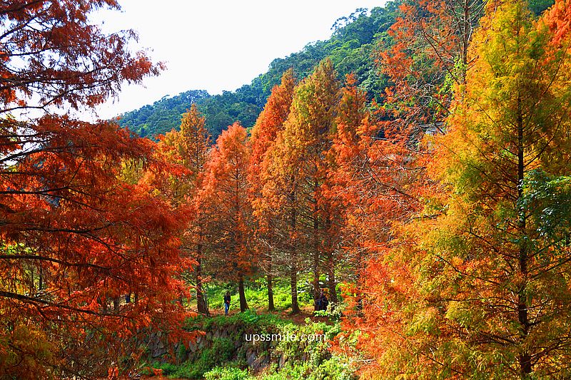 【台北落羽松】陽明山永公路500巷落羽松,台北秘境網美景點,陽明山S型落羽松秘境 【台北落羽松】陽明山永公路500巷落羽松,台北秘境網美景點,陽明山S型落羽松秘境