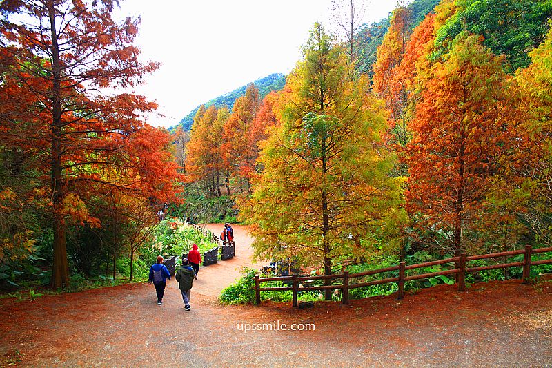 【台北落羽松】陽明山永公路500巷落羽松,台北秘境網美景點,陽明山S型落羽松秘境 【台北落羽松】陽明山永公路500巷落羽松,台北秘境網美景點,陽明山S型落羽松秘境