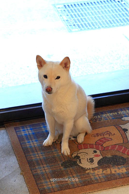 KINU Cafe (無提供訂位) 台北柴犬咖啡廳，新開幕2026捷運東門站寵物友善咖啡廳