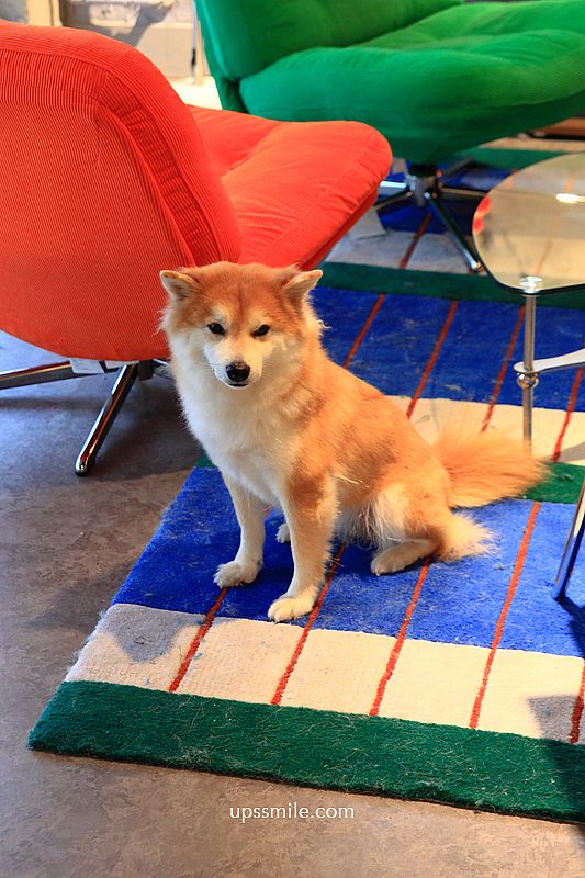 KINU Cafe (無提供訂位) 台北柴犬咖啡廳，新開幕2026捷運東門站寵物友善咖啡廳