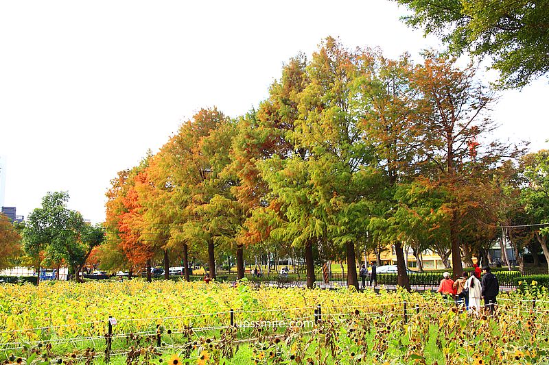 士林官邸落羽松2026，台北落羽松推薦，士林官邸交通