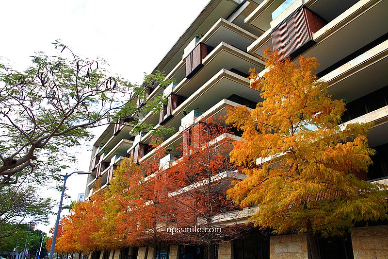 士林官邸落羽松2026，台北落羽松推薦，士林官邸交通