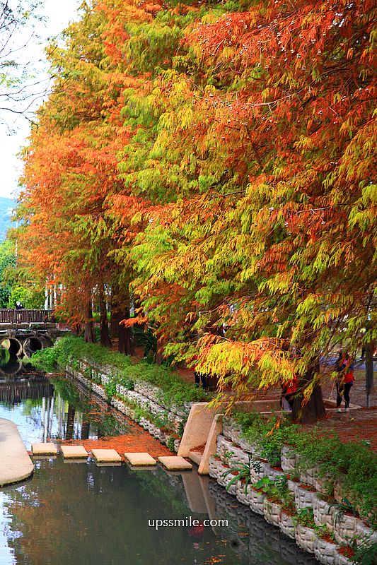 士林官邸落羽松2026，台北落羽松推薦，士林官邸交通