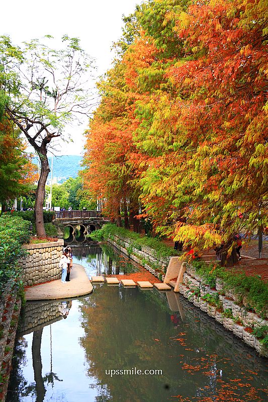 士林官邸落羽松2026，台北落羽松推薦，士林官邸交通