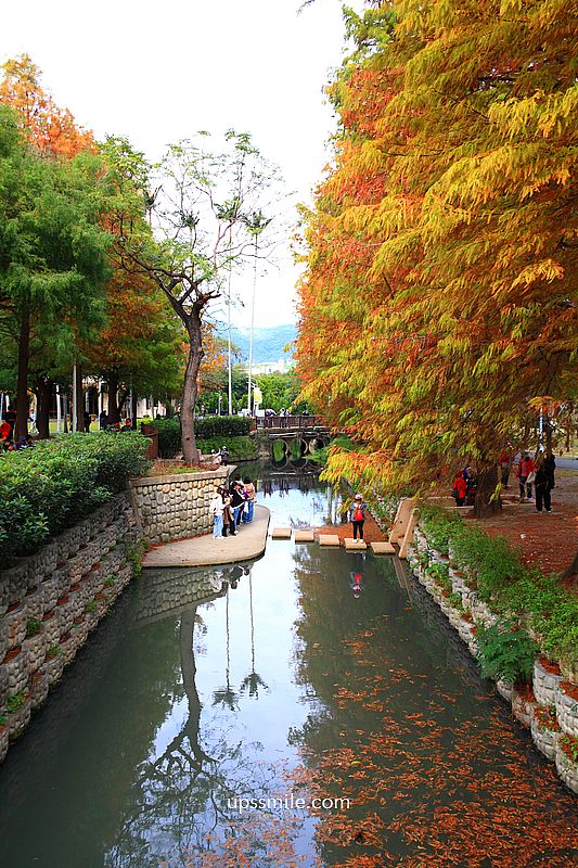 士林官邸落羽松2026，台北落羽松推薦，士林官邸交通