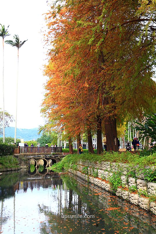 士林官邸落羽松2026，台北落羽松推薦，士林官邸交通