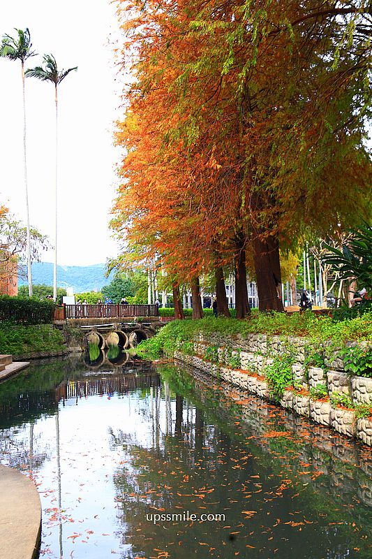 士林官邸落羽松2026，台北落羽松推薦，士林官邸交通