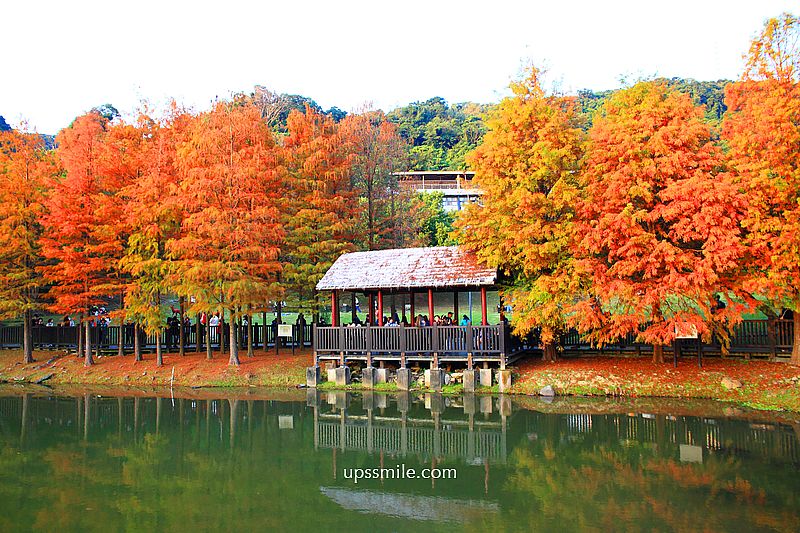原住民文化主題公園落羽松，士林落羽松推薦，免門票台北湖畔落羽松秘境