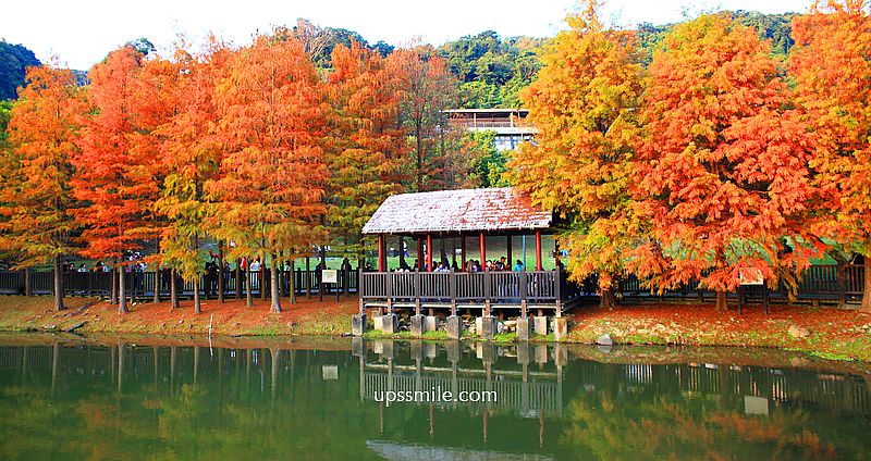 網站近期文章：原住民文化主題公園落羽松，士林落羽松推薦，免門票台北湖畔落羽松秘境