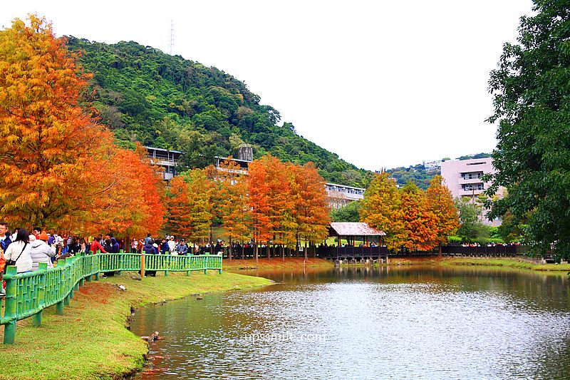 原住民文化主題公園落羽松，士林落羽松推薦，免門票台北湖畔落羽松秘境