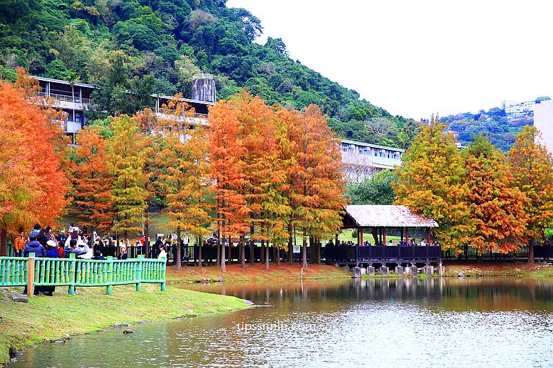 原住民文化主題公園落羽松，士林落羽松推薦，免門票台北湖畔落羽松秘境
