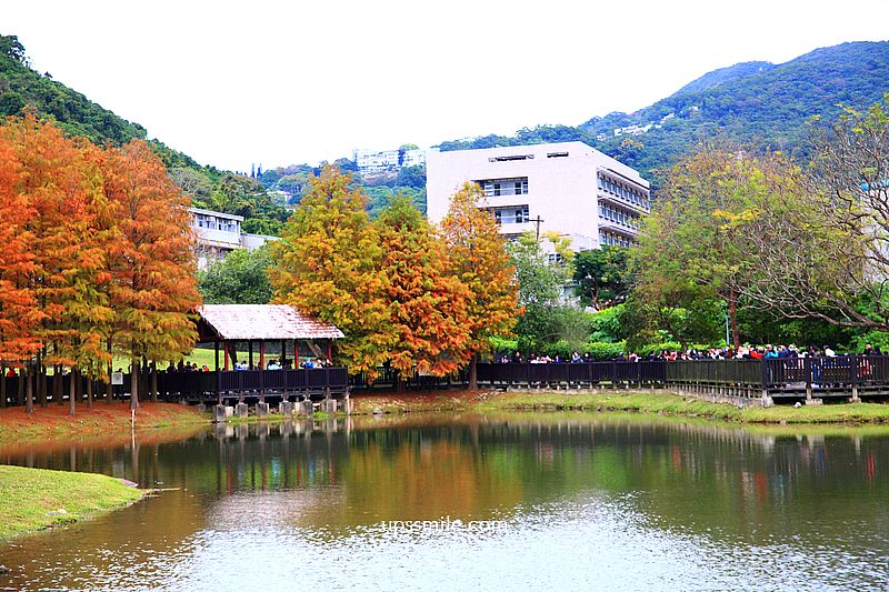 原住民文化主題公園落羽松，士林落羽松推薦，免門票台北湖畔落羽松秘境