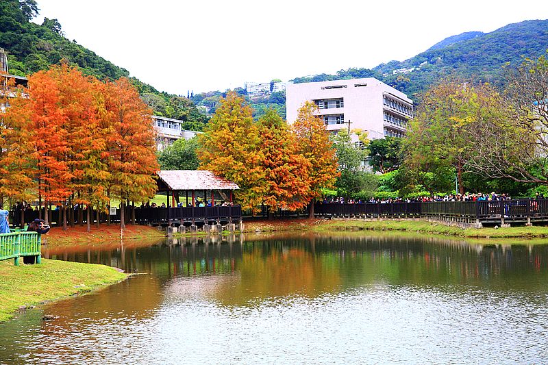原住民文化主題公園落羽松，士林落羽松推薦，免門票台北湖畔落羽松秘境