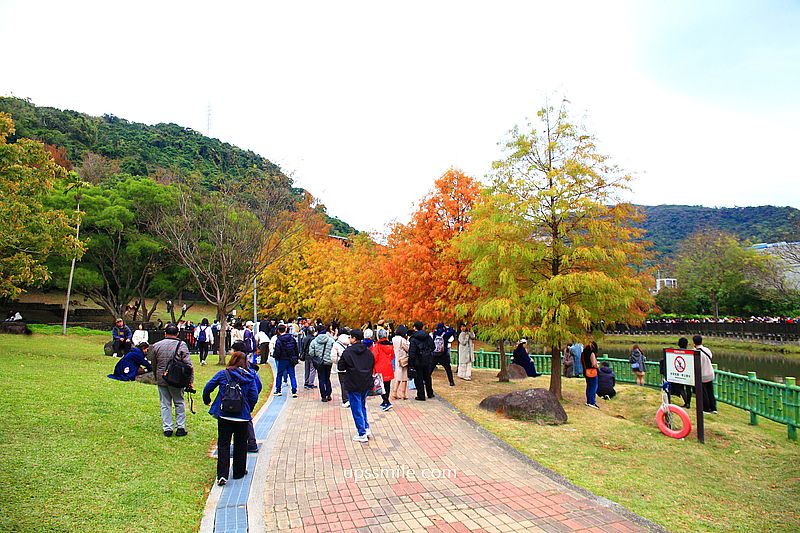 原住民文化主題公園落羽松，士林落羽松推薦，免門票台北湖畔落羽松秘境