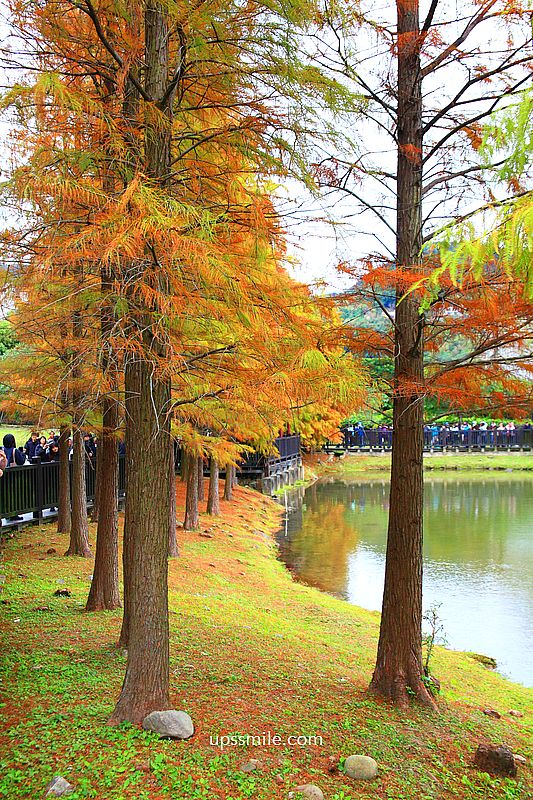 原住民文化主題公園落羽松，士林落羽松推薦，免門票台北湖畔落羽松秘境