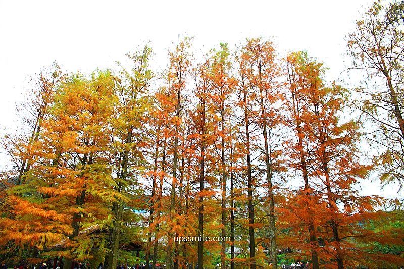 原住民文化主題公園落羽松，士林落羽松推薦，免門票台北湖畔落羽松秘境