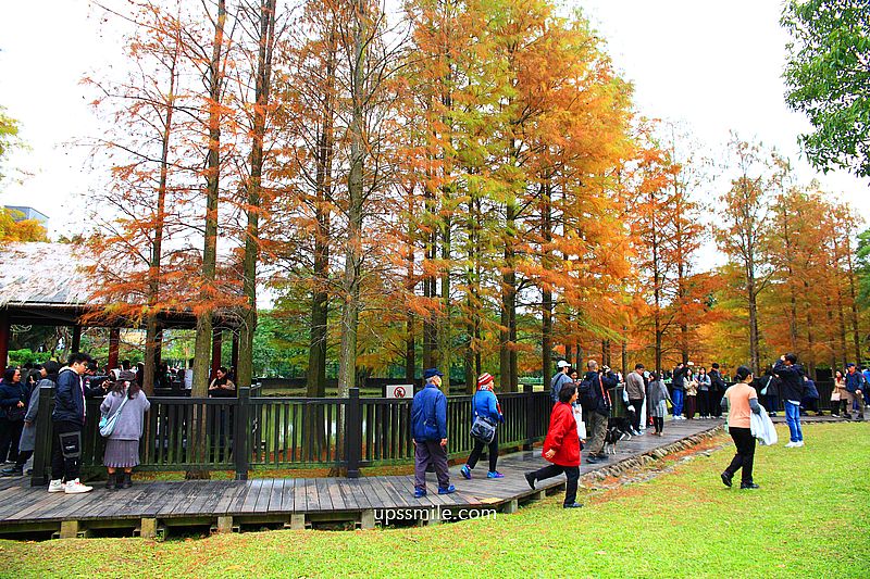 原住民文化主題公園落羽松，士林落羽松推薦，免門票台北湖畔落羽松秘境