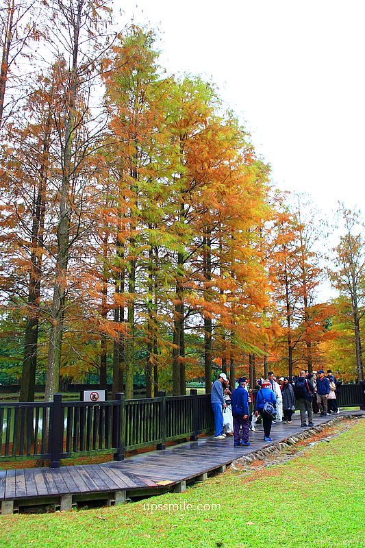 原住民文化主題公園落羽松，士林落羽松推薦，免門票台北湖畔落羽松秘境