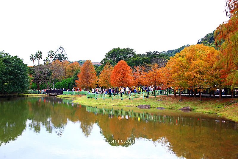 原住民文化主題公園落羽松，士林落羽松推薦，免門票台北湖畔落羽松秘境