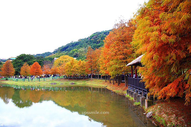 原住民文化主題公園落羽松，士林落羽松推薦，免門票台北湖畔落羽松秘境