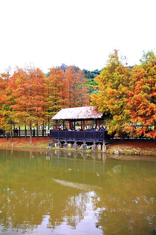 原住民文化主題公園落羽松，士林落羽松推薦，免門票台北湖畔落羽松秘境