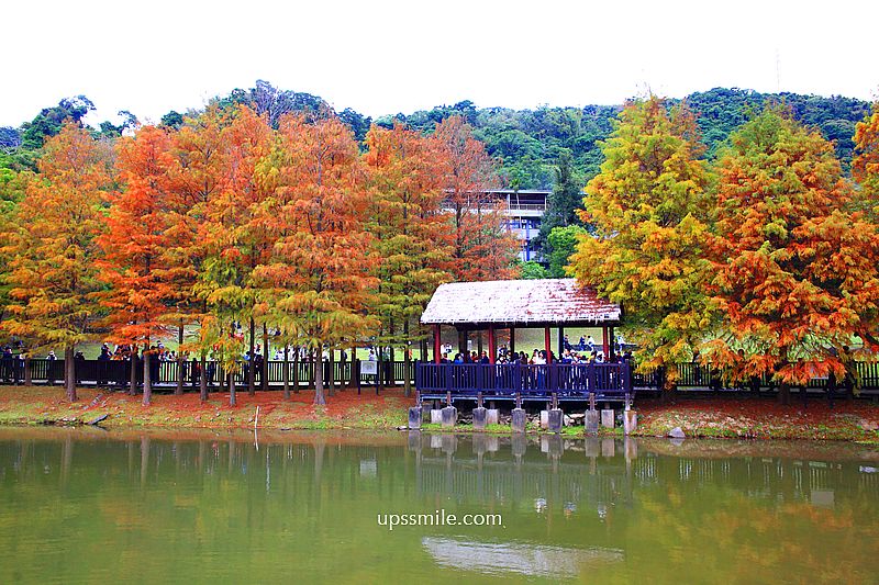 原住民文化主題公園落羽松，士林落羽松推薦，免門票台北湖畔落羽松秘境