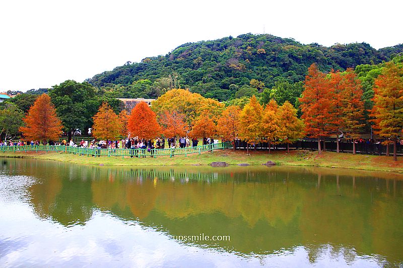 原住民文化主題公園落羽松，士林落羽松推薦，免門票台北湖畔落羽松秘境