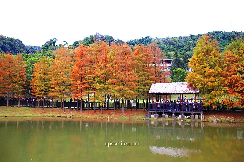 原住民文化主題公園落羽松，士林落羽松推薦，免門票台北湖畔落羽松秘境