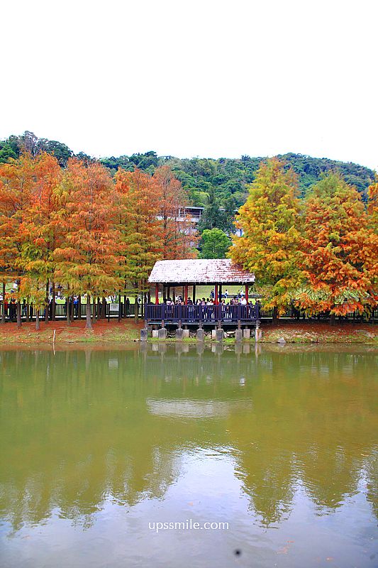 原住民文化主題公園落羽松，士林落羽松推薦，免門票台北湖畔落羽松秘境