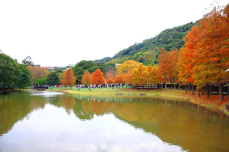 原住民文化主題公園落羽松，士林落羽松推薦，免門票台北湖畔落羽松秘境