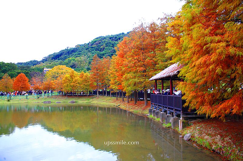 原住民文化主題公園落羽松，士林落羽松推薦，免門票台北湖畔落羽松秘境