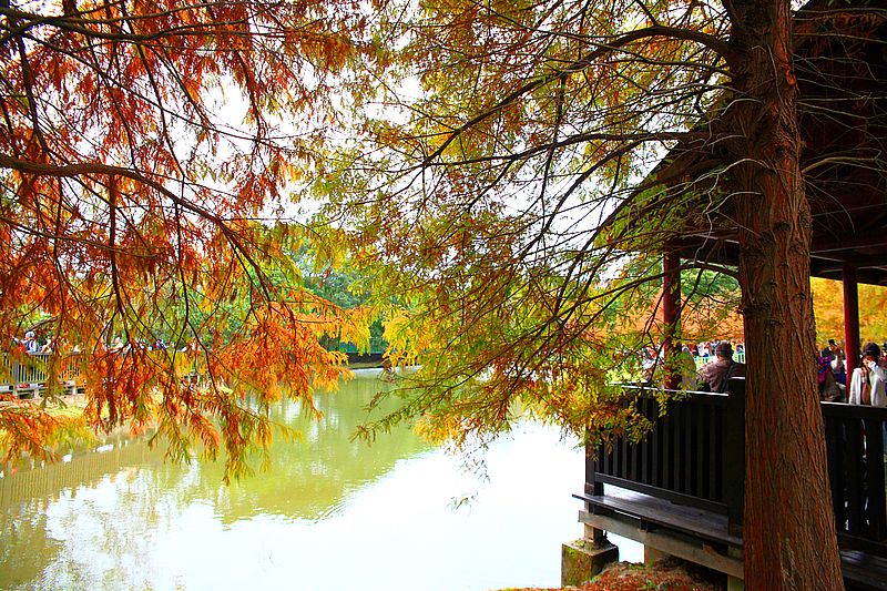原住民文化主題公園落羽松，士林落羽松推薦，免門票台北湖畔落羽松秘境