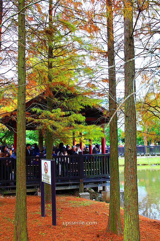 原住民文化主題公園落羽松，士林落羽松推薦，免門票台北湖畔落羽松秘境