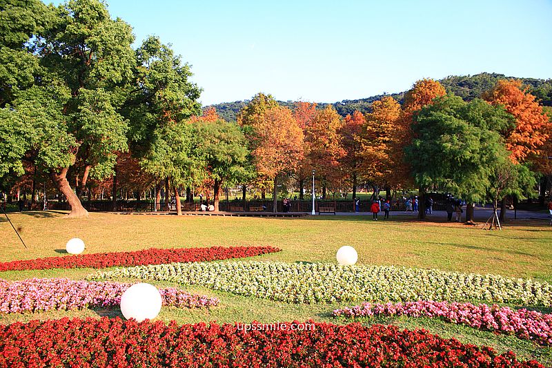 士林官邸落羽松2026，台北落羽松推薦，士林官邸交通