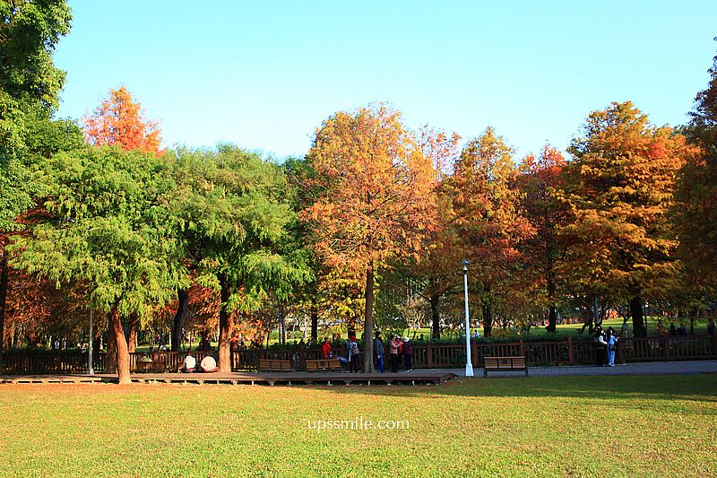 士林官邸落羽松2026，台北落羽松推薦，士林官邸交通