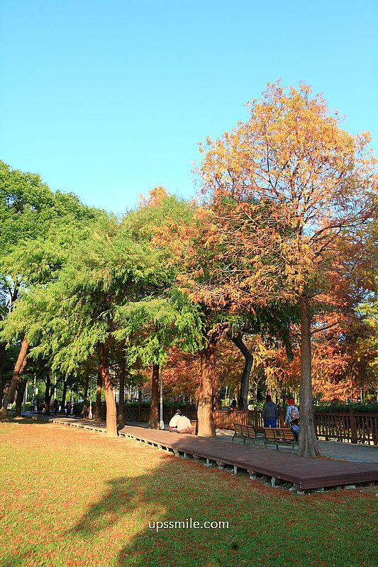 士林官邸落羽松2026，台北落羽松推薦，士林官邸交通