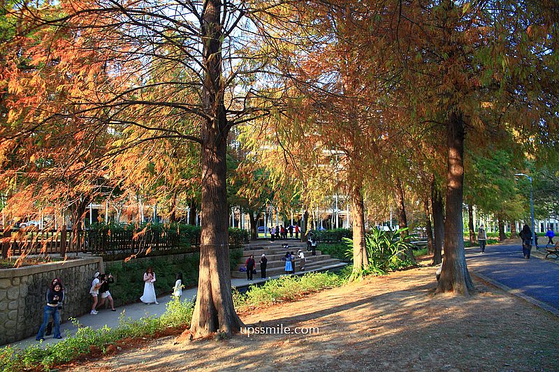 士林官邸落羽松2026，台北落羽松推薦，士林官邸交通