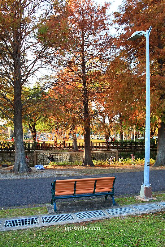 士林官邸落羽松2026，台北落羽松推薦，士林官邸交通